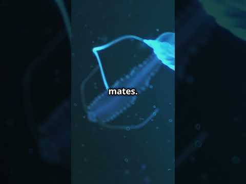 10 Mind-Blowing Facts About the Deep Ocean! 🌊🐙 | Mysteries of the Deep with Avery Bliss