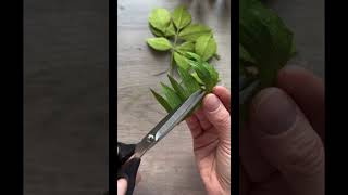 Crepe Paper leaf Tutorial #papercrafts #craft #shorts #youtubeshorts #paperflower #crafting #crepe