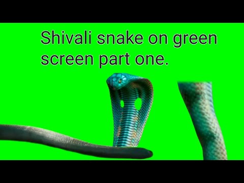 shivali snake on green screen part 1 from s Bharat creation  nagmoney the bro view