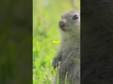 How Animals Sense Natural Disasters |  Secret Instinct Revealed !