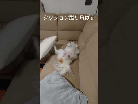 これがパピヨン犬です（笑） #暴れる犬 #可愛い犬 #パピヨン大好き