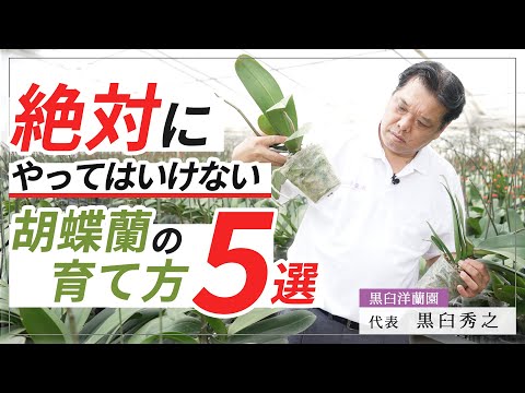 【胡蝶蘭】絶対にやってはいけない！胡蝶蘭の育て方5選！！