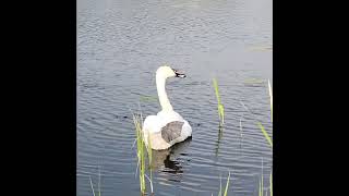 #łabędźniemy #muteswan #ptakiwodne #waterbirds #ptaki#birds #maj2025