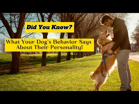 What Your Dog's Behavior Says About Their Personality! 🐶🐾