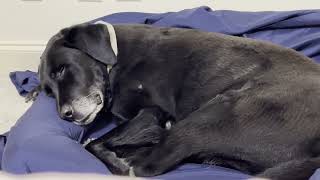 Shadow is So Sweet When He Sleeps