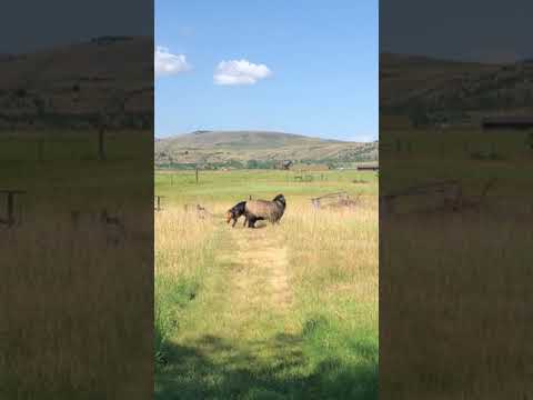 Dog rams lamb