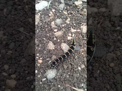 14 สิงหาคม ค.ศ. 2025