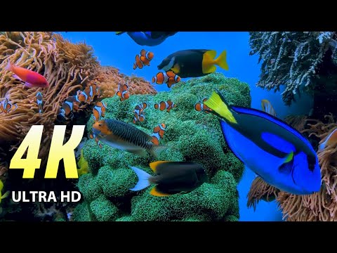 4K ULTRA HD VIDEO:  Healing Music for the HEART and BODY vessels in Lively AQUARIUM WORLD