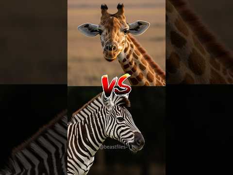 Giraffe vs Zebra — who would win in a fight #wildanimals #giraffe  #zebra #shorts