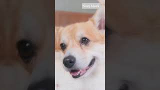 some adorable pets #cuteanimals #dailyanimallife #animalslove  #adorablepets #feelgoodvibes