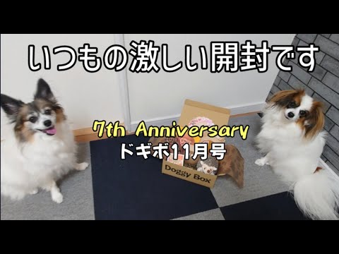 開ければ飛びつくドギボ11月号開封動画【多頭飼い】