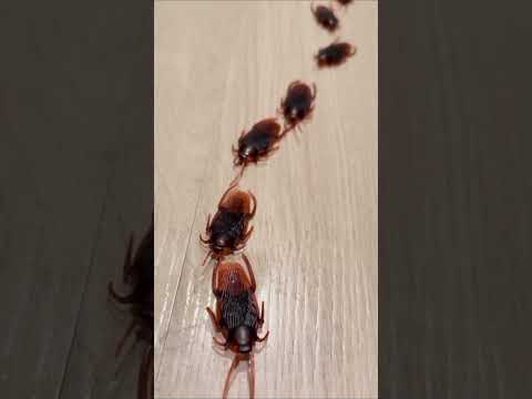 When cockroaches have military discipline #shortsviral