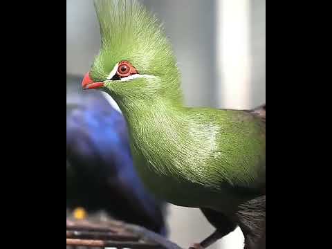 Guinea truace #short #birds #beautifulpets #birdspecies