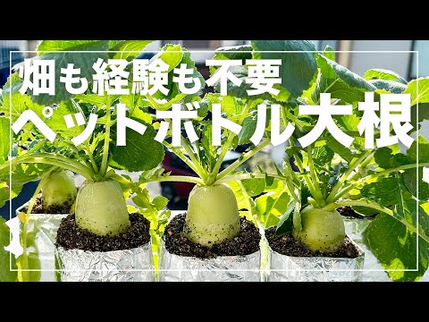 【大根栽培】誰でも簡単にペットボトルでミニ大根を育てる方法｜種まきから収穫まで！省スペース水耕（養液）栽培の全てを解説