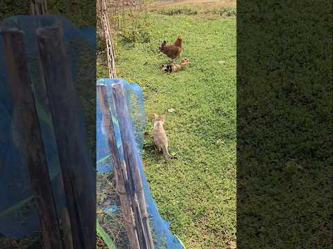 Fight🤯Between Cat🐈& Hen🐓 to protect Chick🐤#shorts #cat #hen #chicks #fight