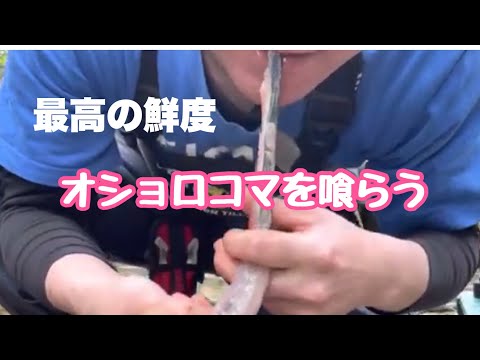 オショロコマを釣ってその場で男男しく食べるだけの動画