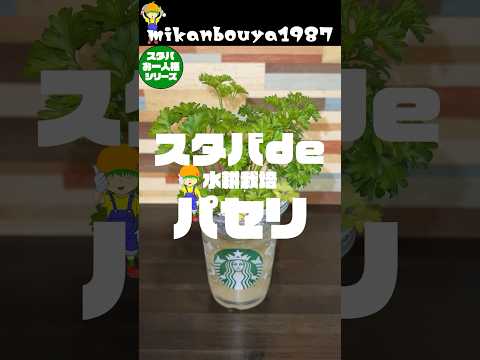 スタバカップでパセリの水耕栽培！風味が良くてちょっとあると便利！