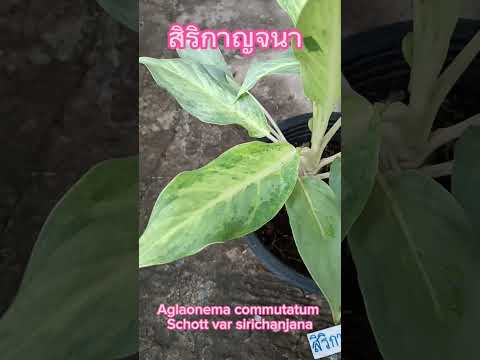 อโกลนีมา สิริกาญจนา