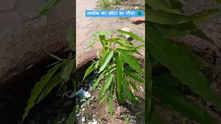 अशोक का पौधा 🌲#short #plants #ashokatree #आयुर्वेद #aushadhi #ashoka #healthtips