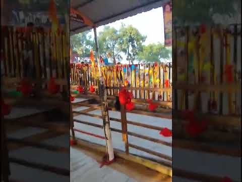 लो कर लो दर्शन बागहेश्वर् धाम सरकार के#divyadarbar #bagheswar #bageshwar_dham_sarkar