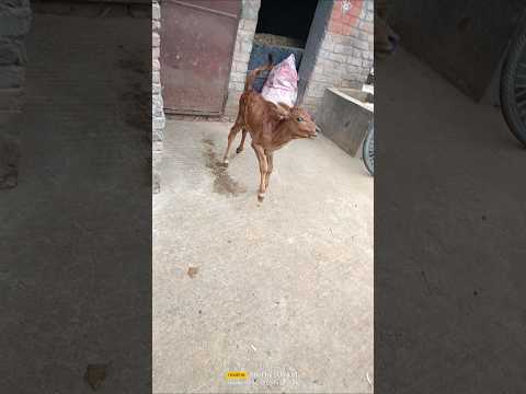 #fs16mecowkaisekharide #automobile #farming #villagelife #agriculture #trending