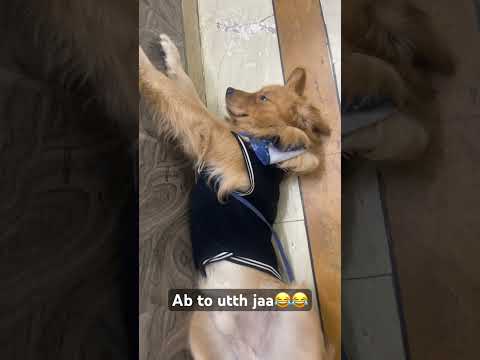 Ab to utth jaa😂😂😂 #dog #funny #comedy #doglover #pets #youtubeshorts #labrador #dogworld #labrado