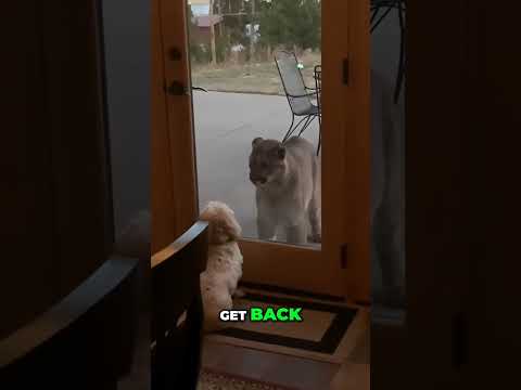 Small Dog Comes Face to Face with a MASSIVE Mountain Lion!