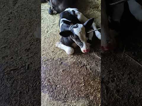 #newborn #cowvideos