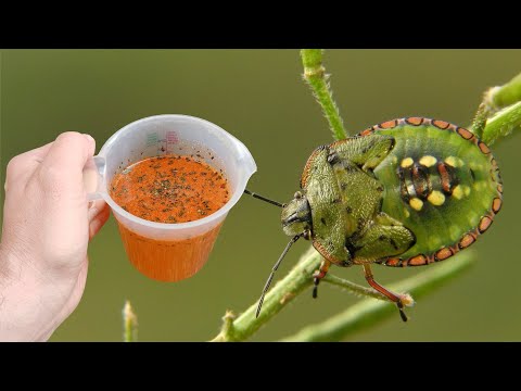 Stink bugs flee immediately! The strongest organic insecticide