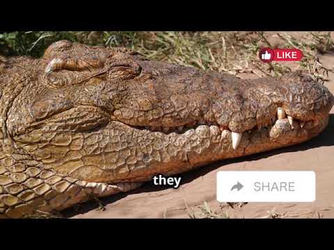 The Largest Animals Ever Recorded | Avery Bliss