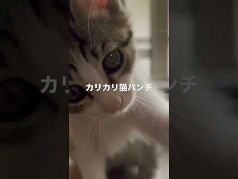 お昼寝中に撮影しようとしたらカリカリ猫パンチをくらった🐾