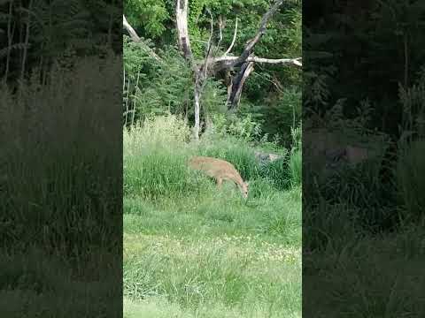 deers