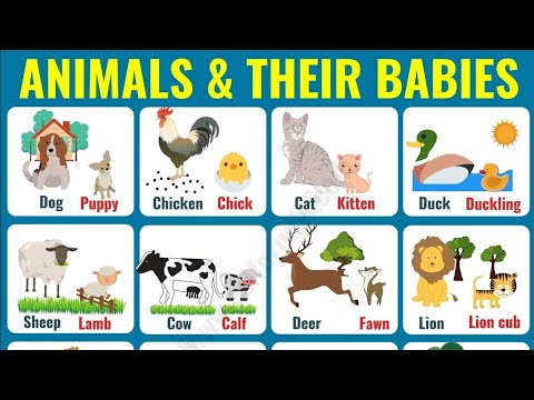 Animals Vocabulary english | Animals and their kids name | Animals and their young ones in hindi