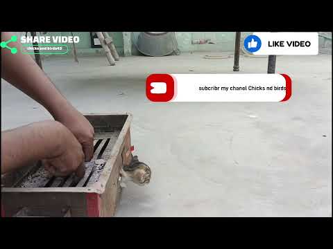 Ohhh no kitty trapped in the bbQ box how to save???