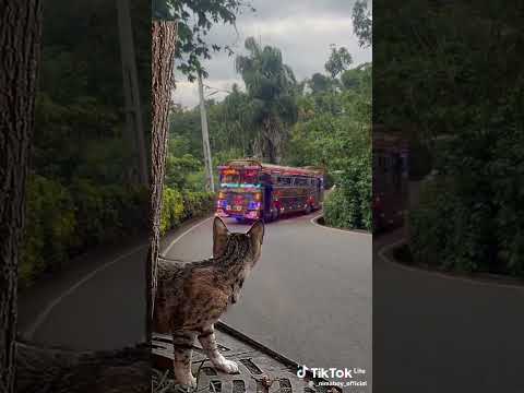කූබියෝ එකේ හෝන් එකට පූසා බය උනා නේද #bus #trending