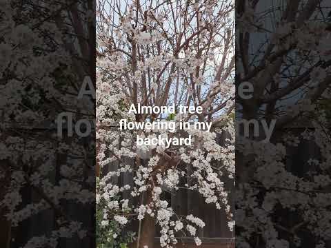 Almond tree flower l My backyard l Spring season l San Jose California #usamalayali #canadamalayali