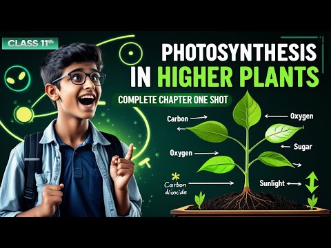 PHOTOSYNTHESIS ONE SHOT Revision | Class 11 Biology One shot NEET 2025