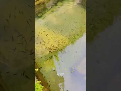 Machhli mein Paani Warga❤️🐠 #song #music #newsong #viral #fish #viral #viralmusic #viralvideo