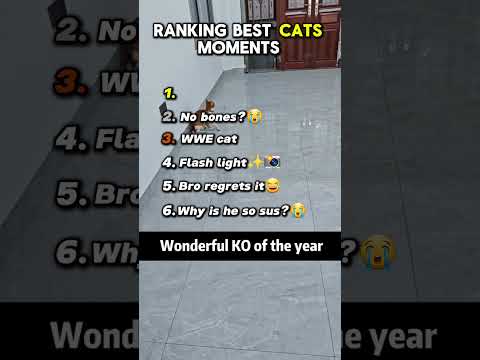 Ranking Best Cats Moments😹