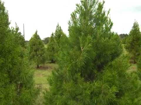 Getiing A Christmas Tree-2009 Edition!