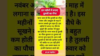 इन महीनों में लगाएं तुलसी पौधा ✅️ #तुलसी #tulsi #तुलसीपूजन #sanatandharma #sanatan #youtubeshorts