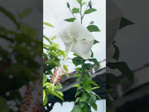 A lot nature 👌🏻 #youtubeshorts #viral #shorts #nature #flowers #song #comedy