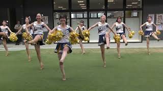 チアダンス博多どんたく2024年cheer dance