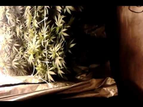 Flower time! Rookie grower with proper guidance!