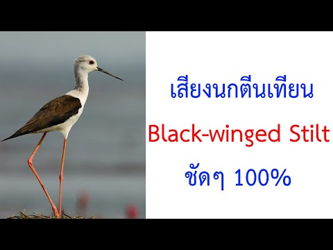 เสียงนกตีนเทียน black-winged stilt common stilt ชัดๆ 2021