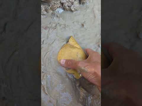 River in the forest produces gold #goldhunter #miner