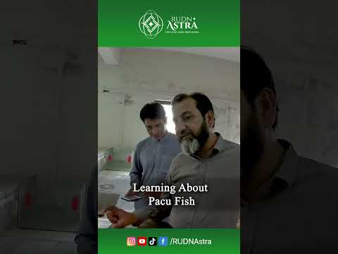 RUDN Astra | Learning About Pacu Fish at Wali Khan University Fish Lab