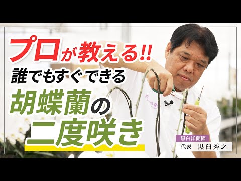 [Phalaenopsis] Anyone can do it quickly! How to make your Phalaenopsis bloom twice!