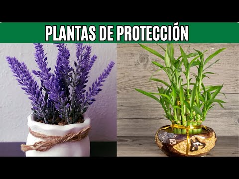 12 PLANTAS PODEROSAS QUE ALEJAN LAS ENERGÍAS NEGATIVAS CON EL FENG SHUI