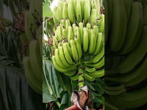 "What Happens When You Boil a Banana?! 😳🍌"#shorts #shortvideo #shortsviral #shortsfeedBanana farming
